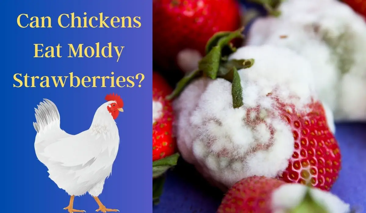 You are currently viewing Can Chickens Eat Moldy Strawberries? 5 Shocking Health Risks