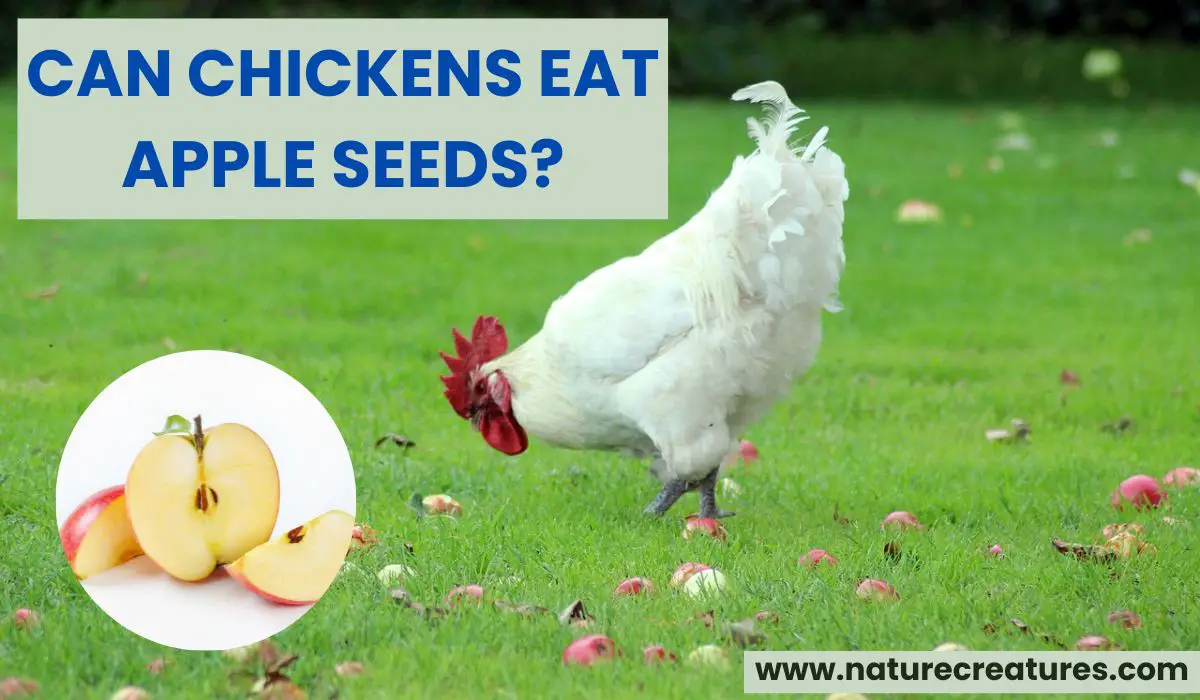 Read more about the article Can Chickens Eat Apple Seeds? A Comprehensive Guide