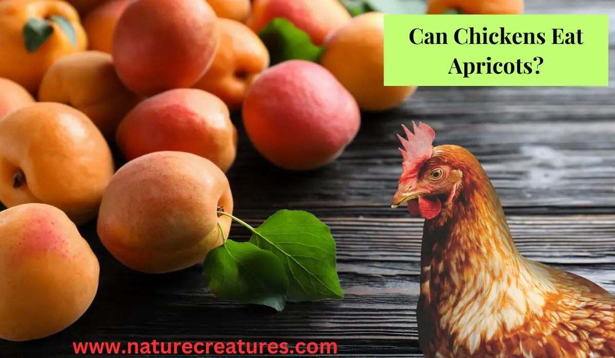Read more about the article Can Chickens Eat Apricots? 9 Excellent Health Benefits