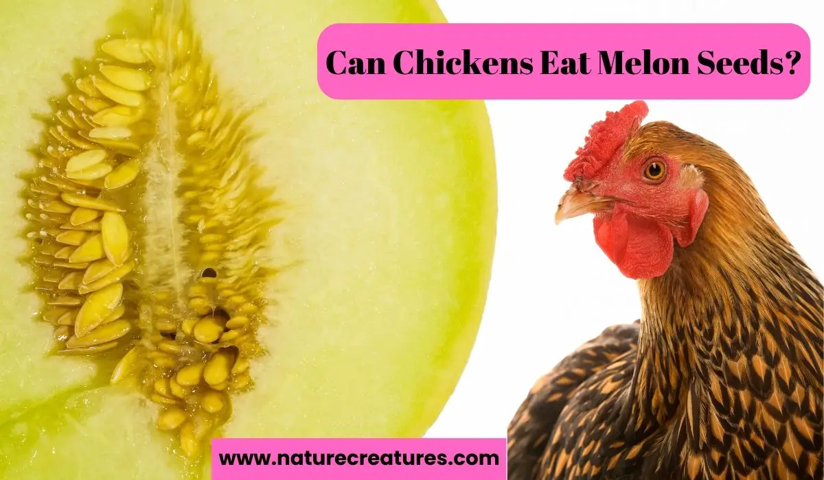 Read more about the article Can Chickens Eat Melon Seeds? Is it Safe
