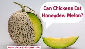 Read more about the article Can Chickens Eat Honeydew Melon? The Ultimate Showdown