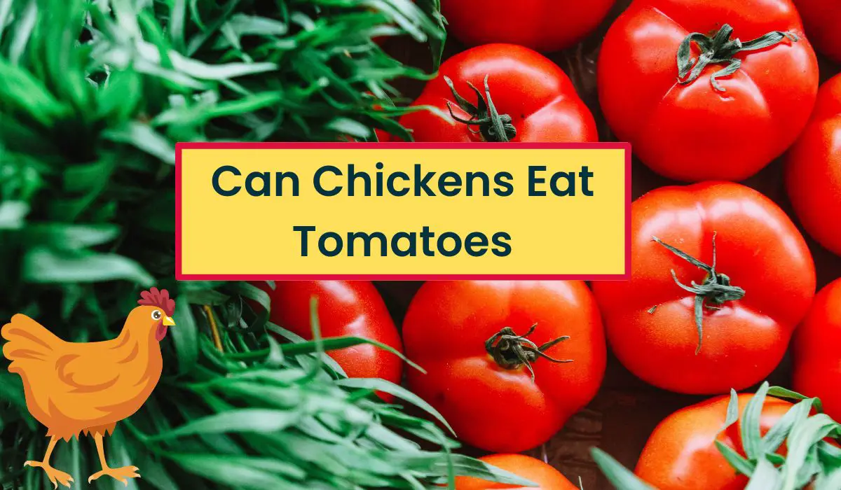 You are currently viewing Can Chickens Eat Tomatoes? 13 Amazing Health-Advantageous