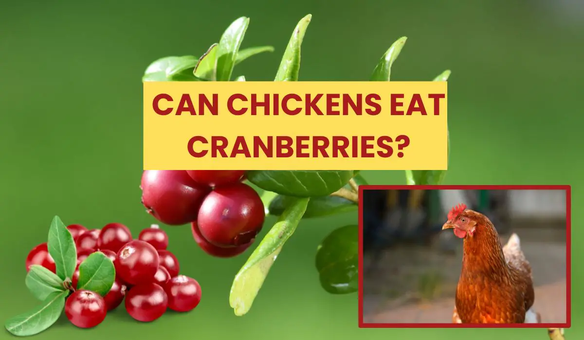 You are currently viewing Can Chickens Eat Cranberries? The Ultimate Showdown