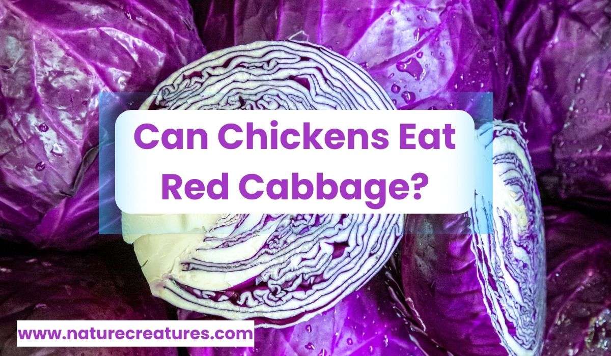 Can Chickens Eat Red Cabbage? The Surprising 7 Benefits and Risks
