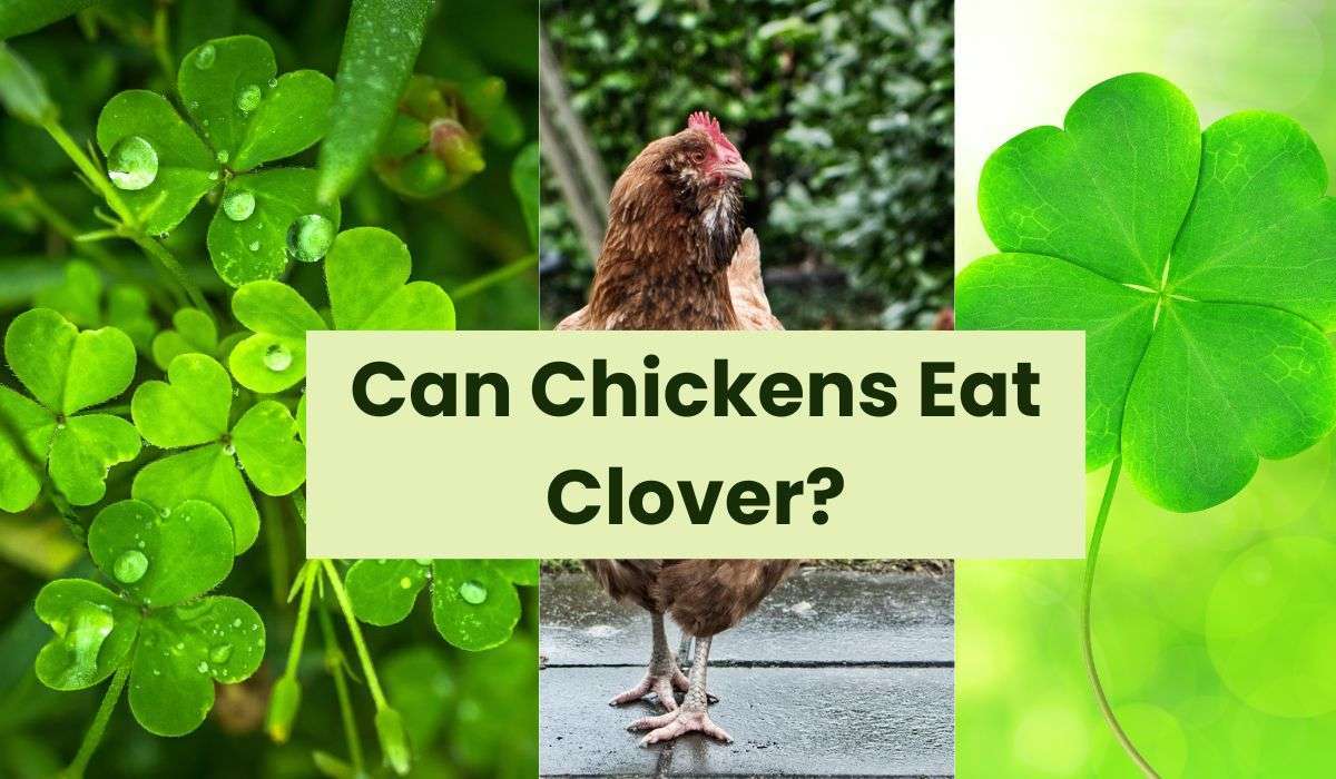 Can Chickens Eat Clover? A Comprehensive Guide!