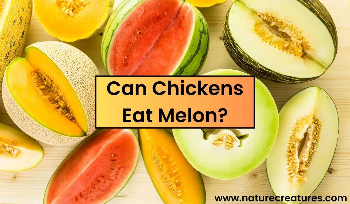 You are currently viewing Can Chickens Eat Melon? From Forbidden Fruit to Favorite Treat