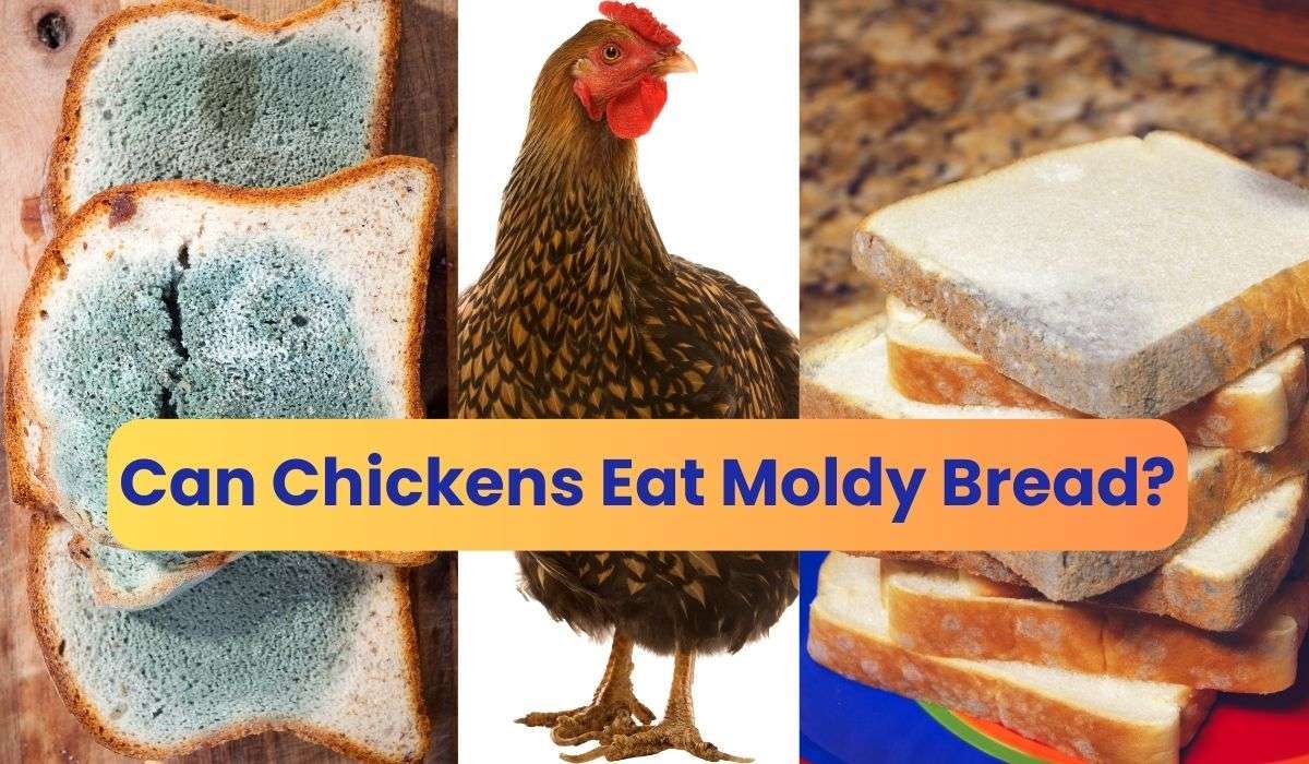 Can Ducks Have Moldy Bread