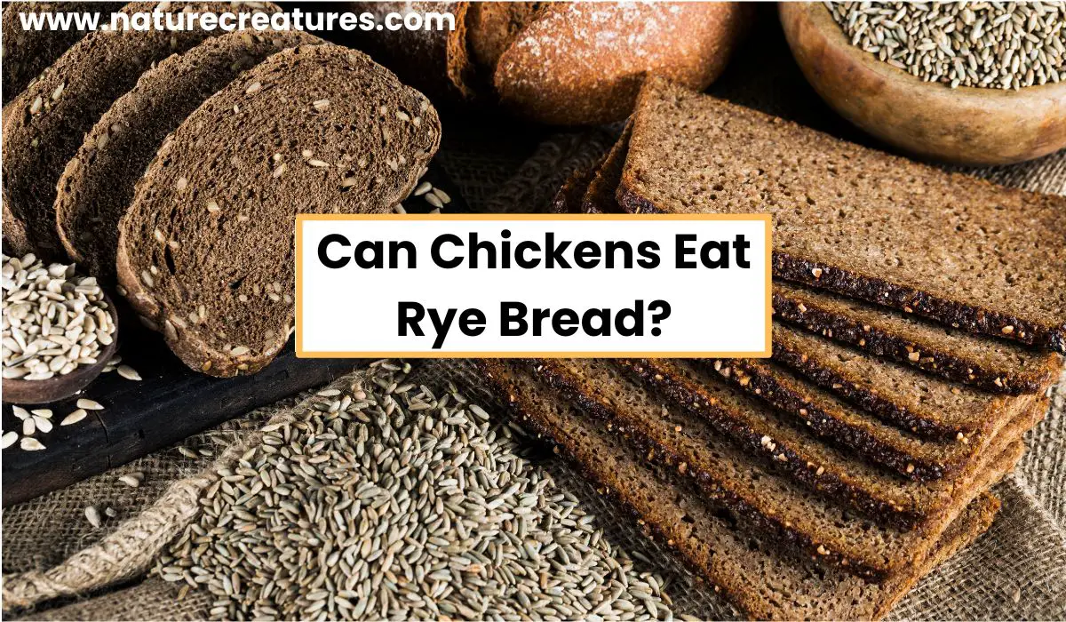 Read more about the article Can Chickens Eat Rye Bread? Breaking Down the Dos and Don’t
