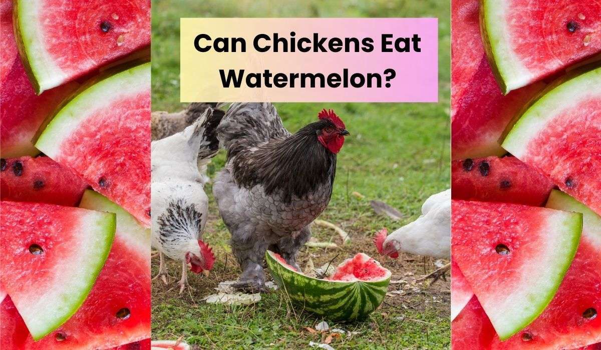 Can Chickens Eat Watermelon? The Surprising 5 Benefits!