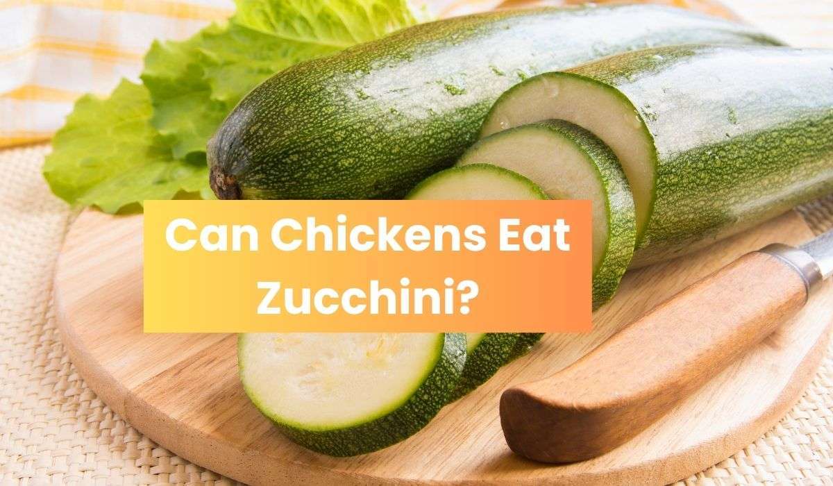 Can Chickens Eat Zucchini? Is It Safe