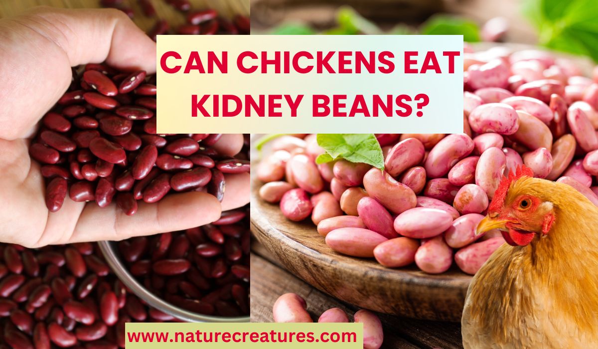 Can Chickens Eat Kidney Beans? A Complete Breakdown!
