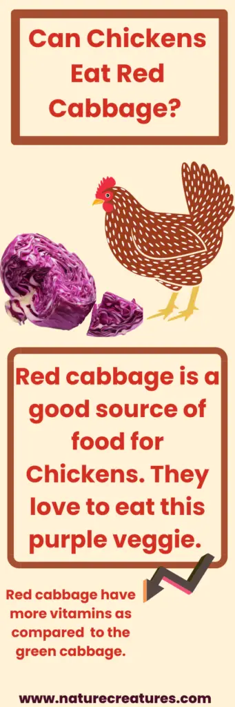 Red cabbage for Hens