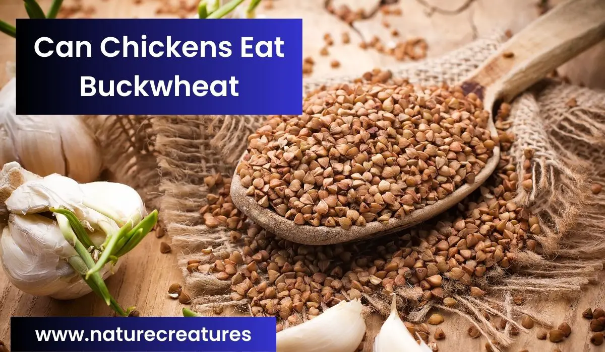 You are currently viewing Can Chickens Eat Buckwheat? Ultimate 3 Pros and Cons