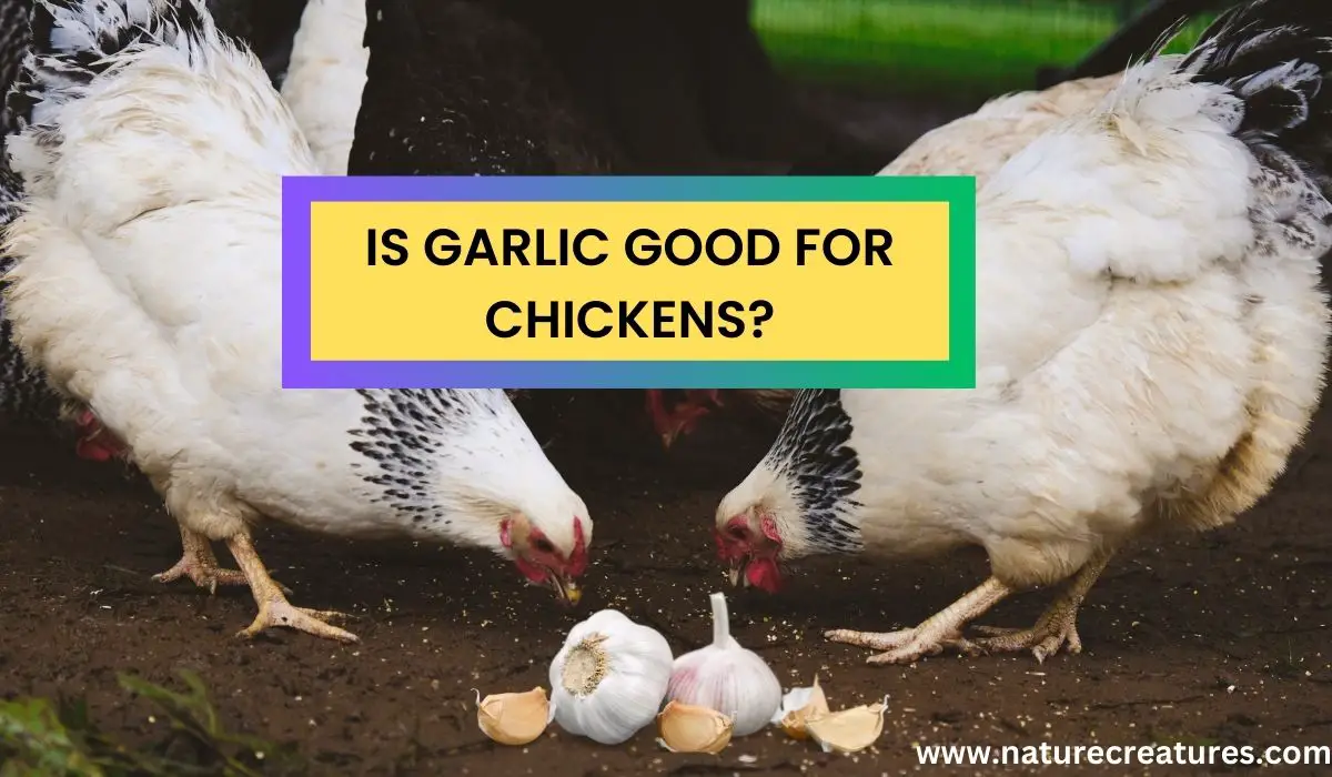 You are currently viewing Is Garlic Good for Chickens? Unlocking the Hidden Research