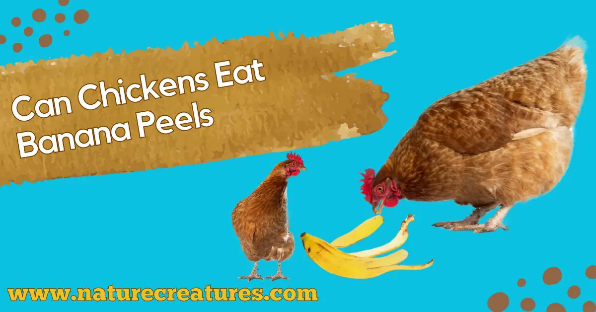 You are currently viewing Can Chickens Eat Banana Peels? Adding a New Twist