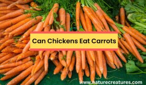 Read more about the article Can Chickens Eat Carrots? The Ultimate breakdown!