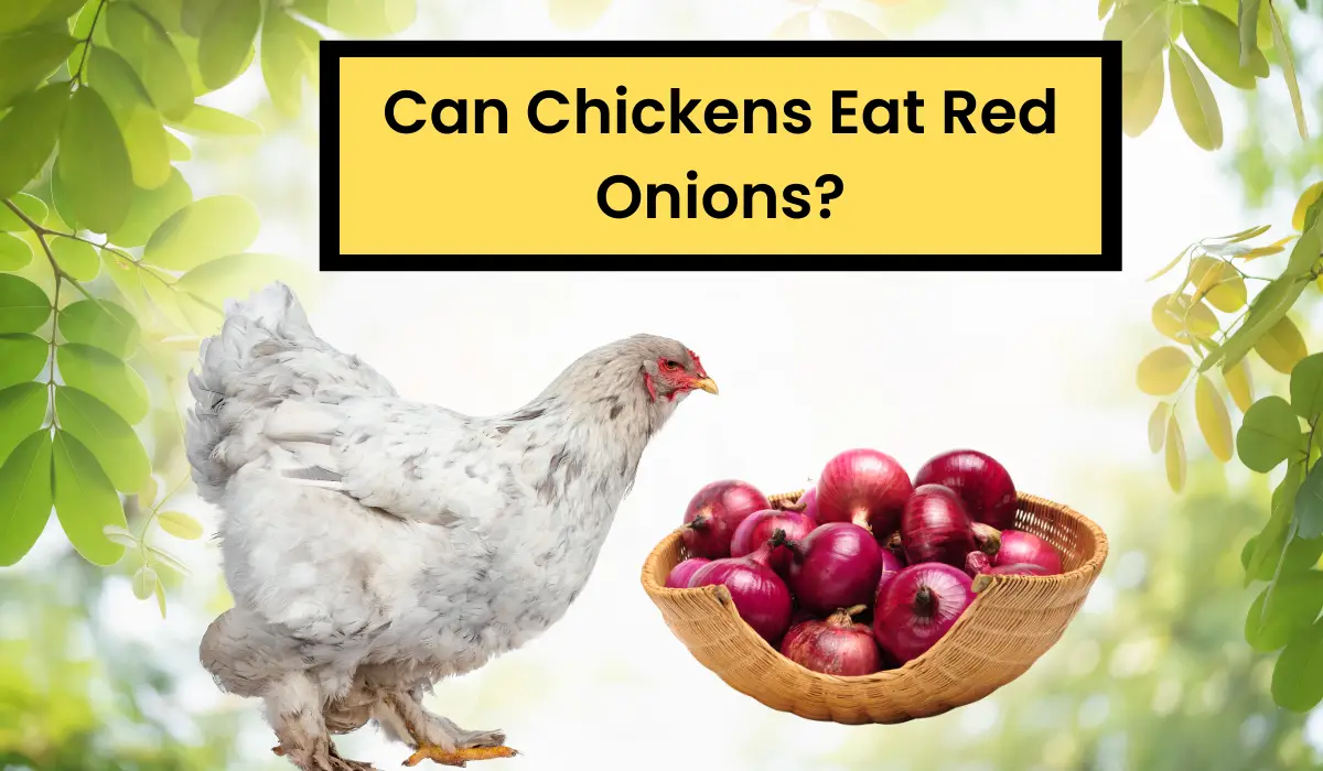 Read more about the article Can Chickens Eat Red Onions? The Great Debate