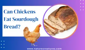 Read more about the article Can Chickens Eat Sourdough Bread? Unraveling the Mystery
