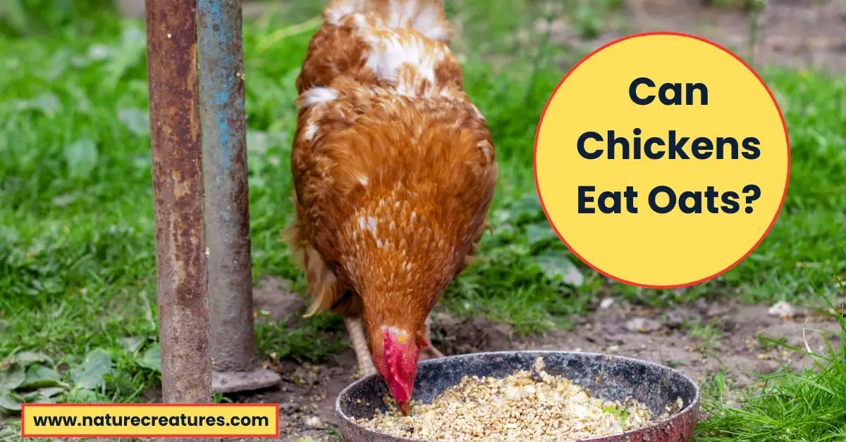 Read more about the article Can Chickens Eat Oats? 11 Powerful Health Benefits