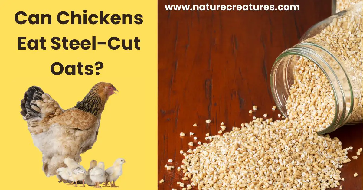 You are currently viewing Can Chickens Eat Steel-Cut Oats? Discover 11 Advantageous