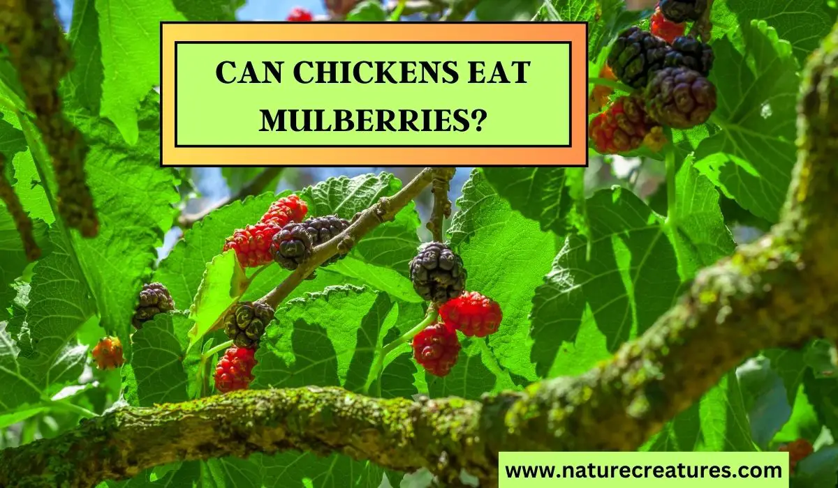 Read more about the article Can Chickens Eat Mulberries? Unlocking 10 Hidden Benefits