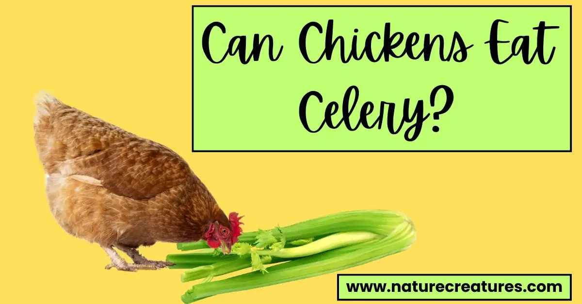 Read more about the article Can Chickens Eat Celery? 4 Best Ways of Serving