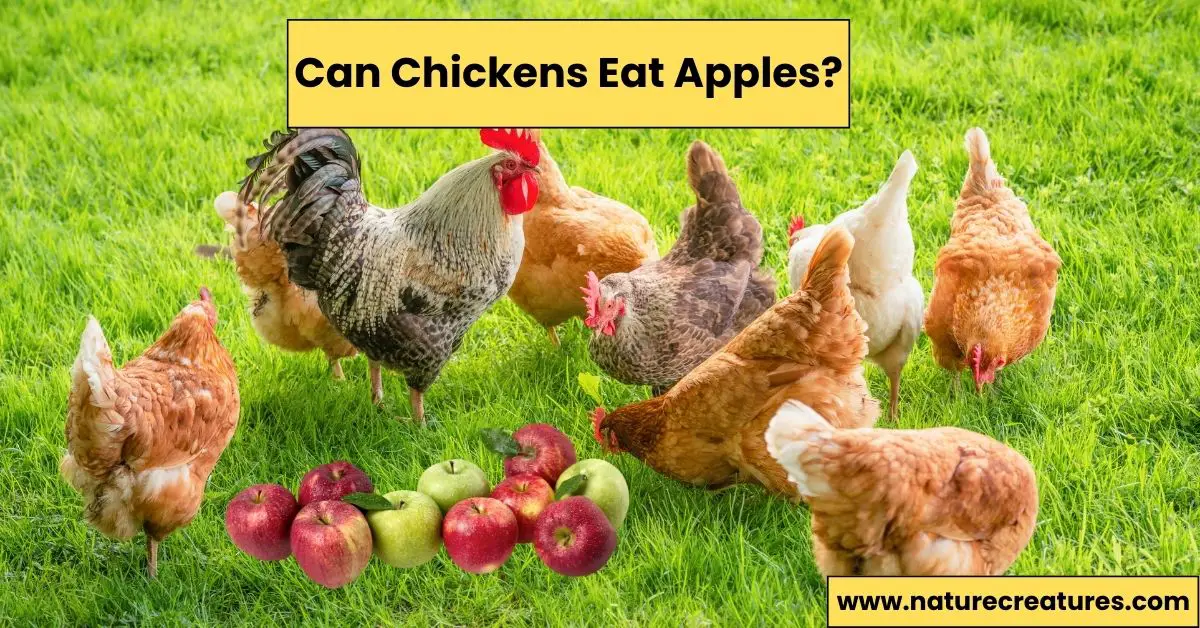 You are currently viewing Can Chickens Eat Apples? 7 Powerful Health Benefits