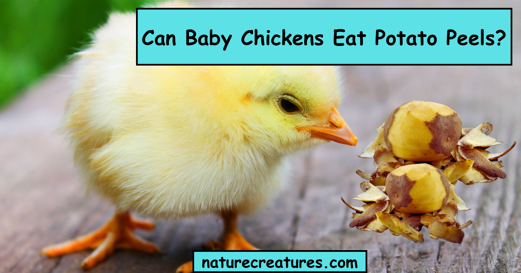 Read more about the article Can Baby Chickens Eat Potato Peels? The Clear Truth