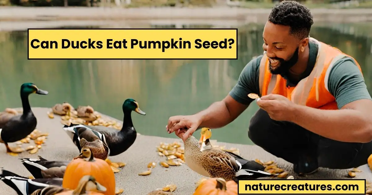 Read more about the article Can Ducks Eat Pumpkin Seeds? 6 Essential Health Benefits