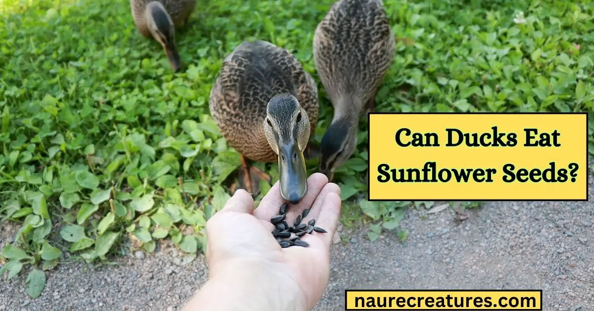 You are currently viewing CAN DUCKS EAT SUNFLOWER SEEDS? 7 SUPER BENEFITS
