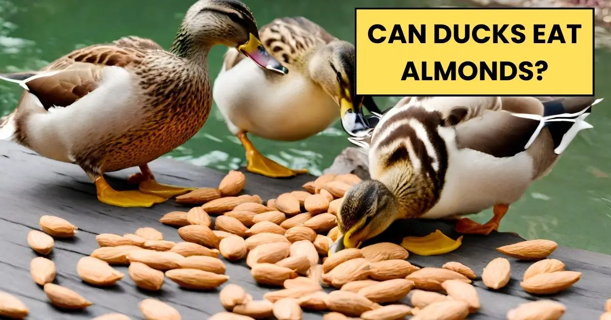 Read more about the article Can Ducks Eat Almonds? 7 Strong Health Benefits