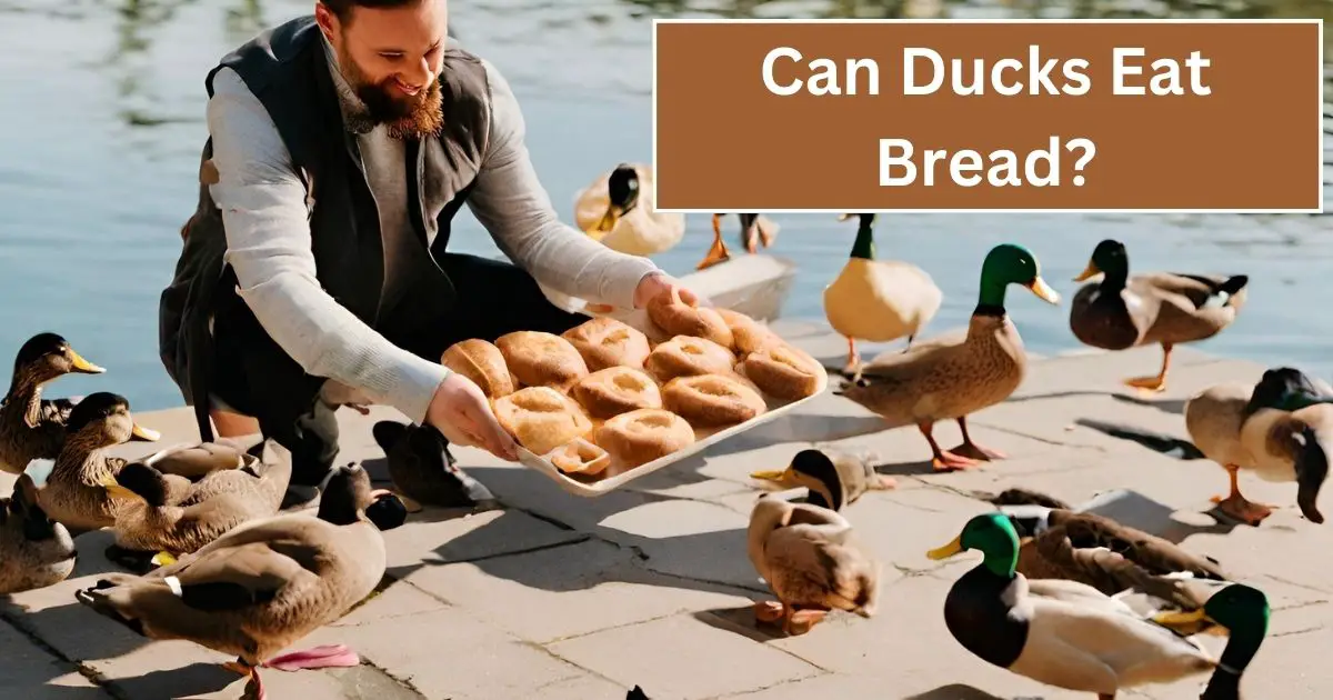 Read more about the article Can Ducks Eat Bread? Discover 4 Important Facts