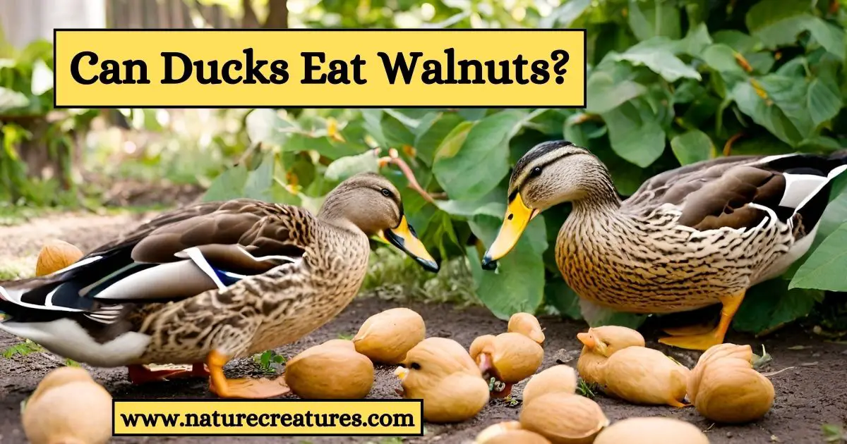 You are currently viewing Can Ducks Eat Walnuts? 3 Best Ways To Feeding