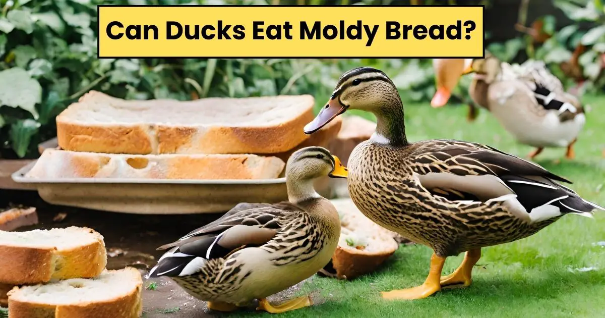 Read more about the article Can Ducks Eat Moldy Bread? 8 Dangerous Health Risk
