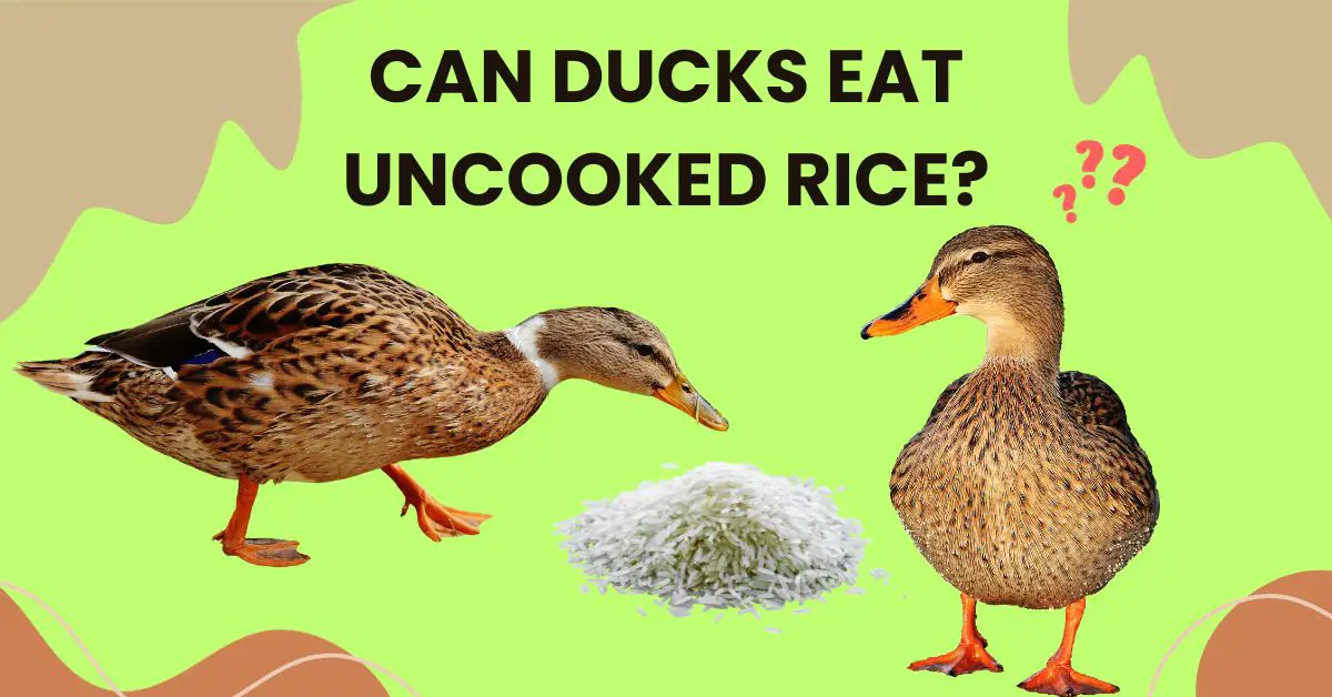 Read more about the article Can Ducks Eat Uncooked Rice? 6 Surprising Health Benefits
