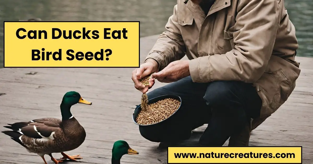 Read more about the article Can Ducks Eat Bird Seed? 5 Important Tips