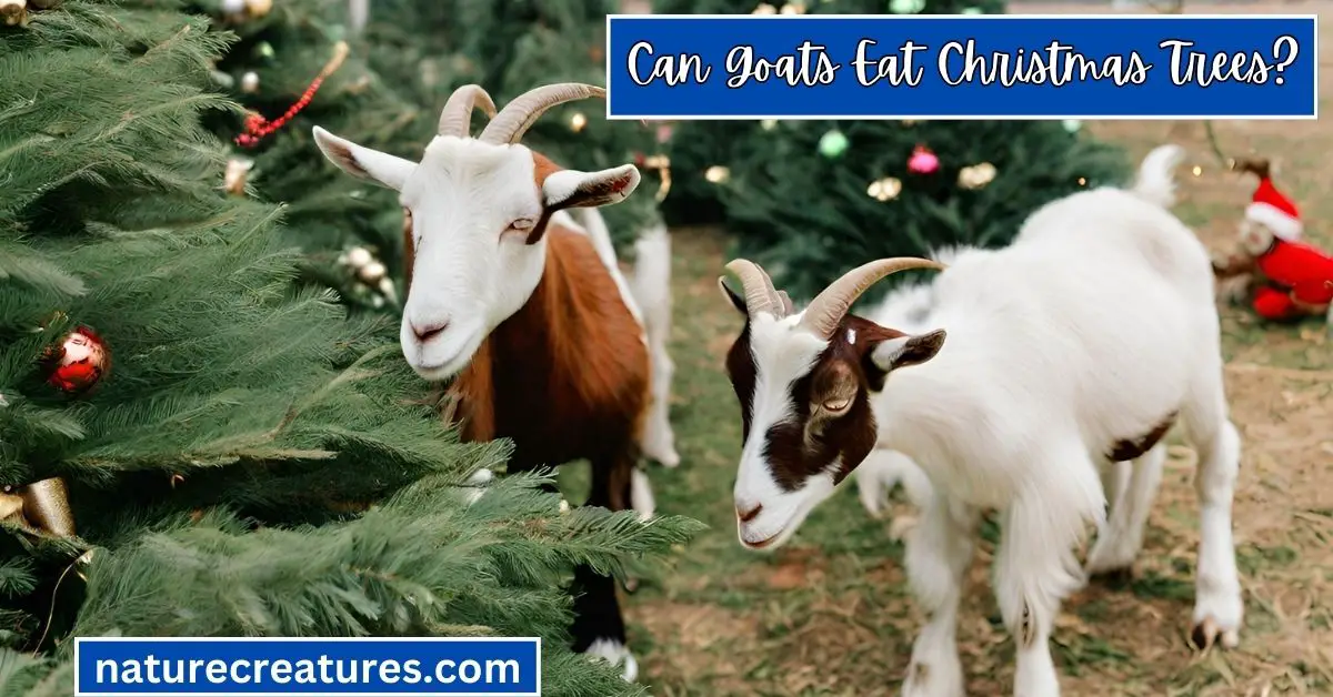 Read more about the article Can Goats Eat Christmas Trees? 5 Super Health Benefits