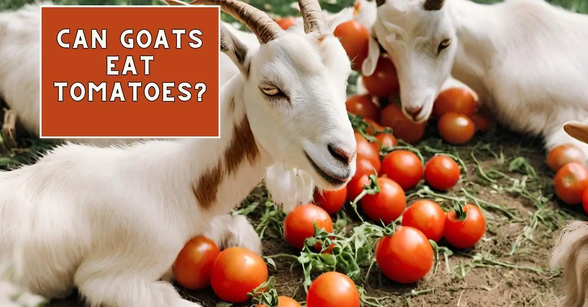 Read more about the article Can Goats Eat Tomatoes? 7 Super Health Benefits