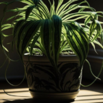 16 Best Indoor Plants for Low Light to Brighten Any Space