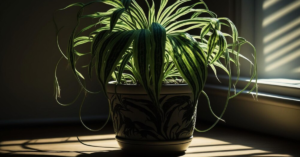 Read more about the article 16 Best Indoor Plants for Low Light to Brighten Any Space