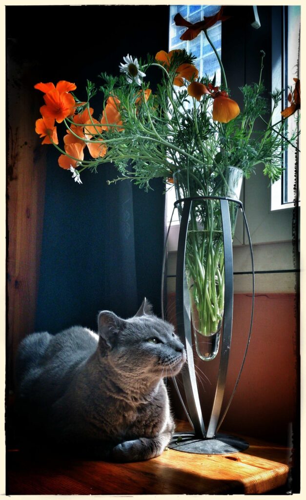 close up cat lying vase min 1 close up cat lying vase min 1