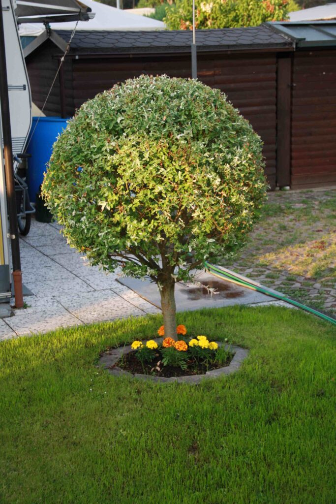 plant growing back yard 11zon Front yard landscaping