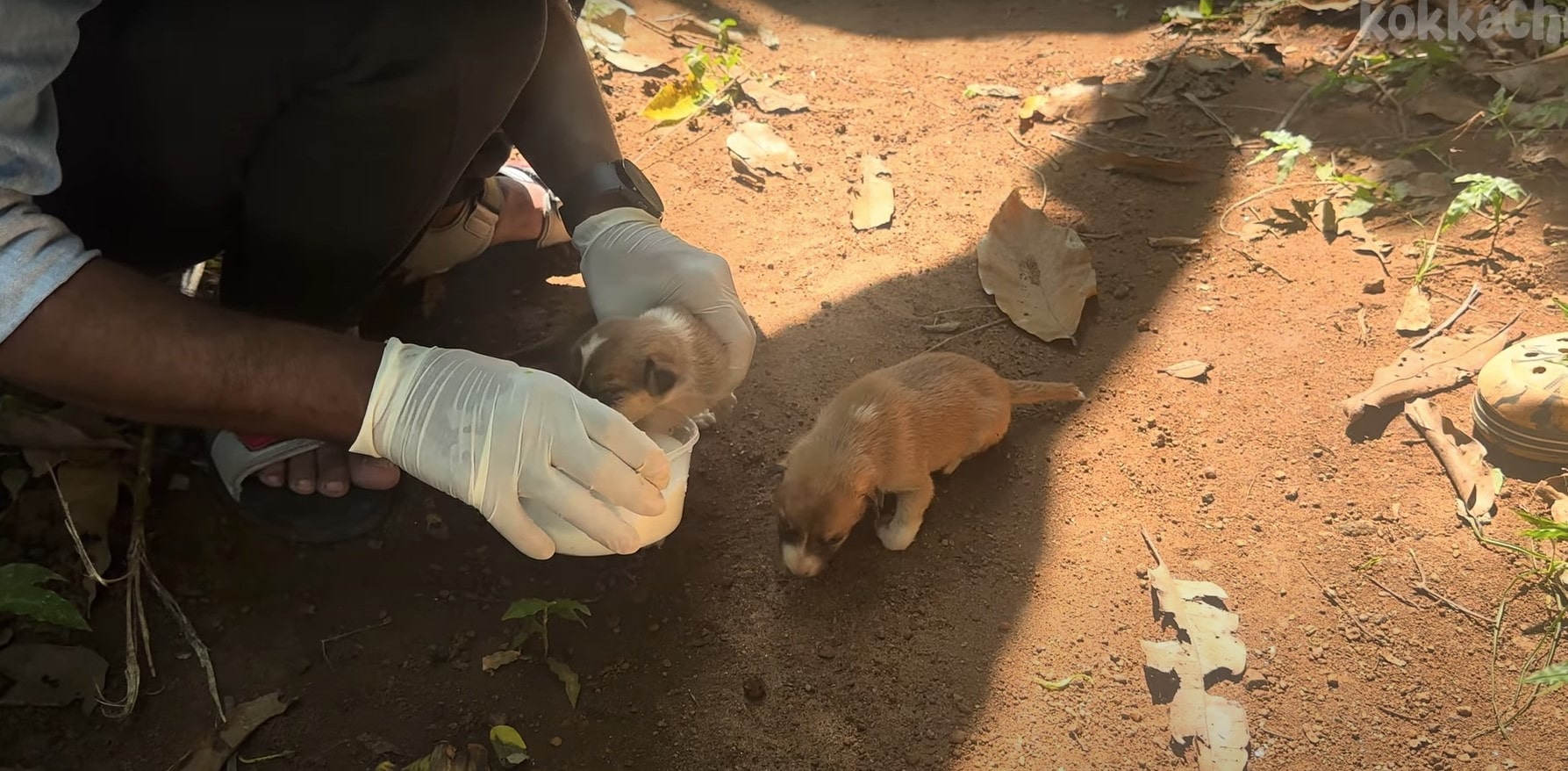 Read more about the article The Heartbreaking Yet Hopeful Rescue of Two Innocent Puppies