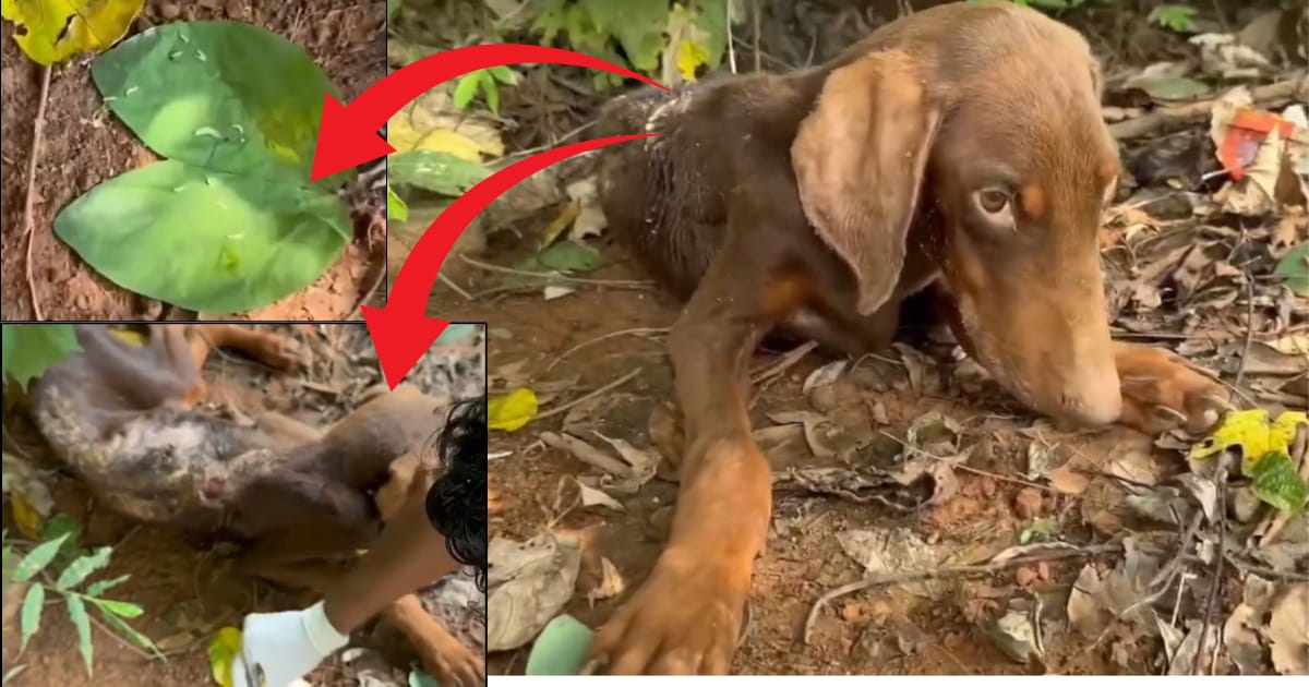 Read more about the article Covered in Maggots and Abandoned Leo’s Comeback Will Inspire You