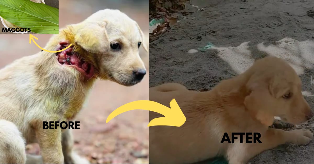 Read more about the article One Rescue Turned a Dying Puppy Into a Symbol of Hope