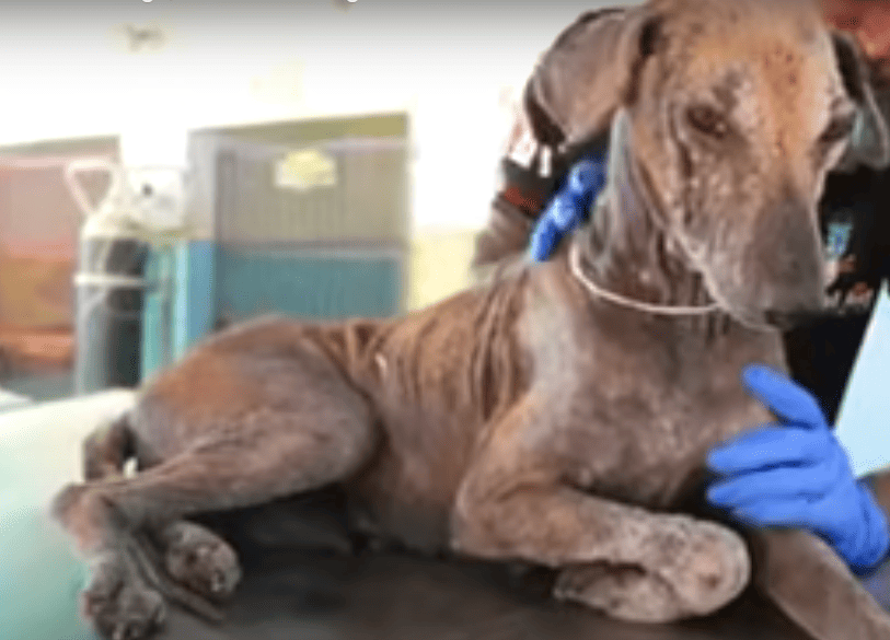 Read more about the article Mange in Dogs: The Painful Truth Behind the Itch and How to Heal It