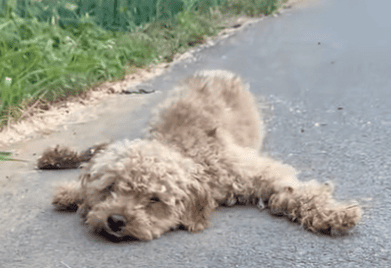 Read more about the article Against All Odds: How a Paralyzed Dog Defied the Vet’s Prediction (And Found Love)