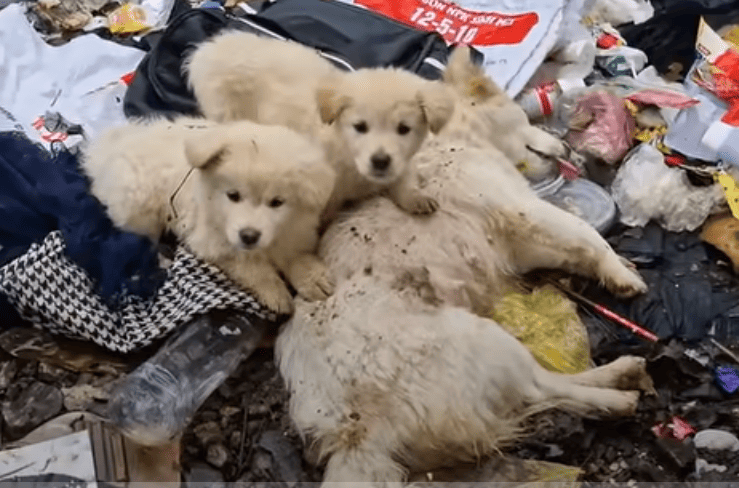 Read more about the article A Starving Mama Dog and Puppies Get Second Life After Daring Rescue