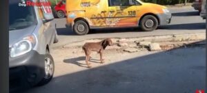 Read more about the article The Moment Hopi Chose to Fight Back Will Leave You in Tears