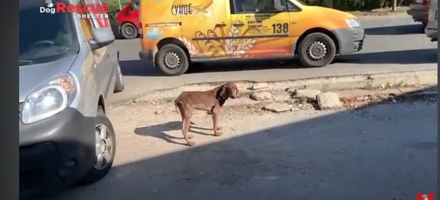 Read more about the article The Moment Hopi Chose to Fight Back Will Leave You in Tears